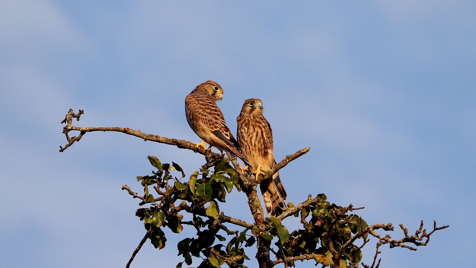 Canon EOS 77D (EOS 9000D / EOS 770D) + Canon EF 70-300 F4-5.6 IS II USM sample photo. Hawks, young hawk, raptor photography