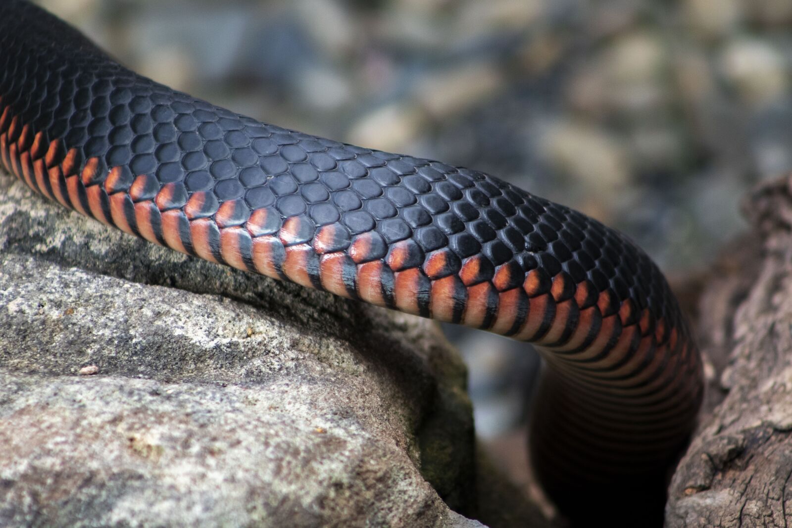 Canon EF75-300mm f/4-5.6 sample photo. Snake, red, red belly photography