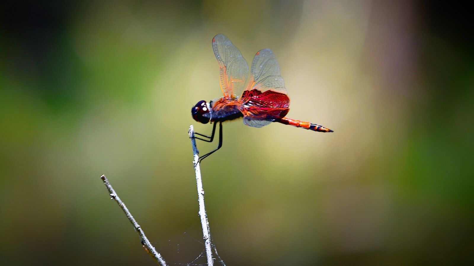 Nikon D7200 sample photo. Dragonfly, red, perched photography