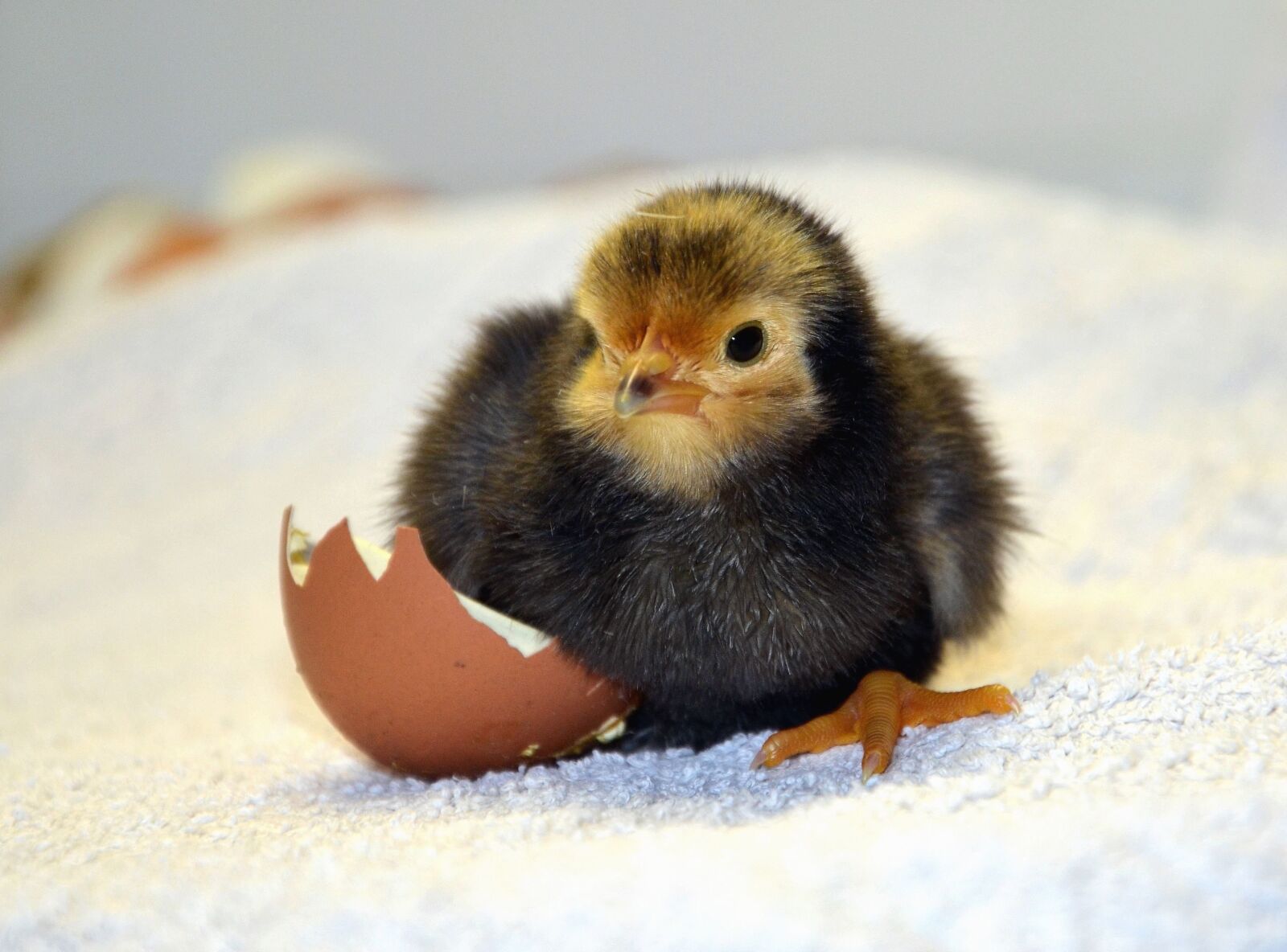 Nikon D5100 sample photo. Feathers, chicken, poultry, eggshell photography