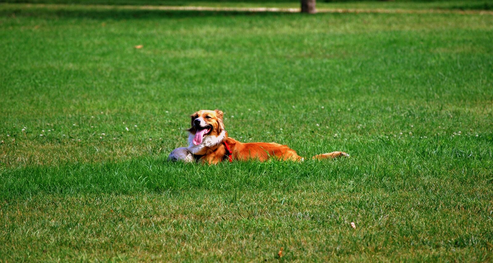 Nikon D60 sample photo. Dog, prato, garden photography