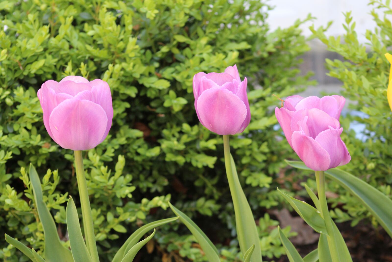 Canon EOS 700D (EOS Rebel T5i / EOS Kiss X7i) + Canon EF 75-300mm f/4-5.6 USM sample photo. Nature, spring, flowers photography