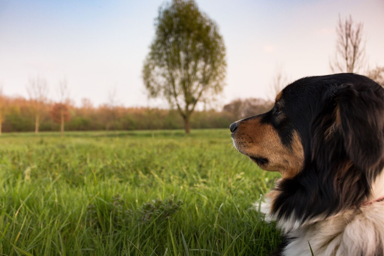 Canon EOS 700D (EOS Rebel T5i / EOS Kiss X7i) sample photo. Dog, concerns, rest photography