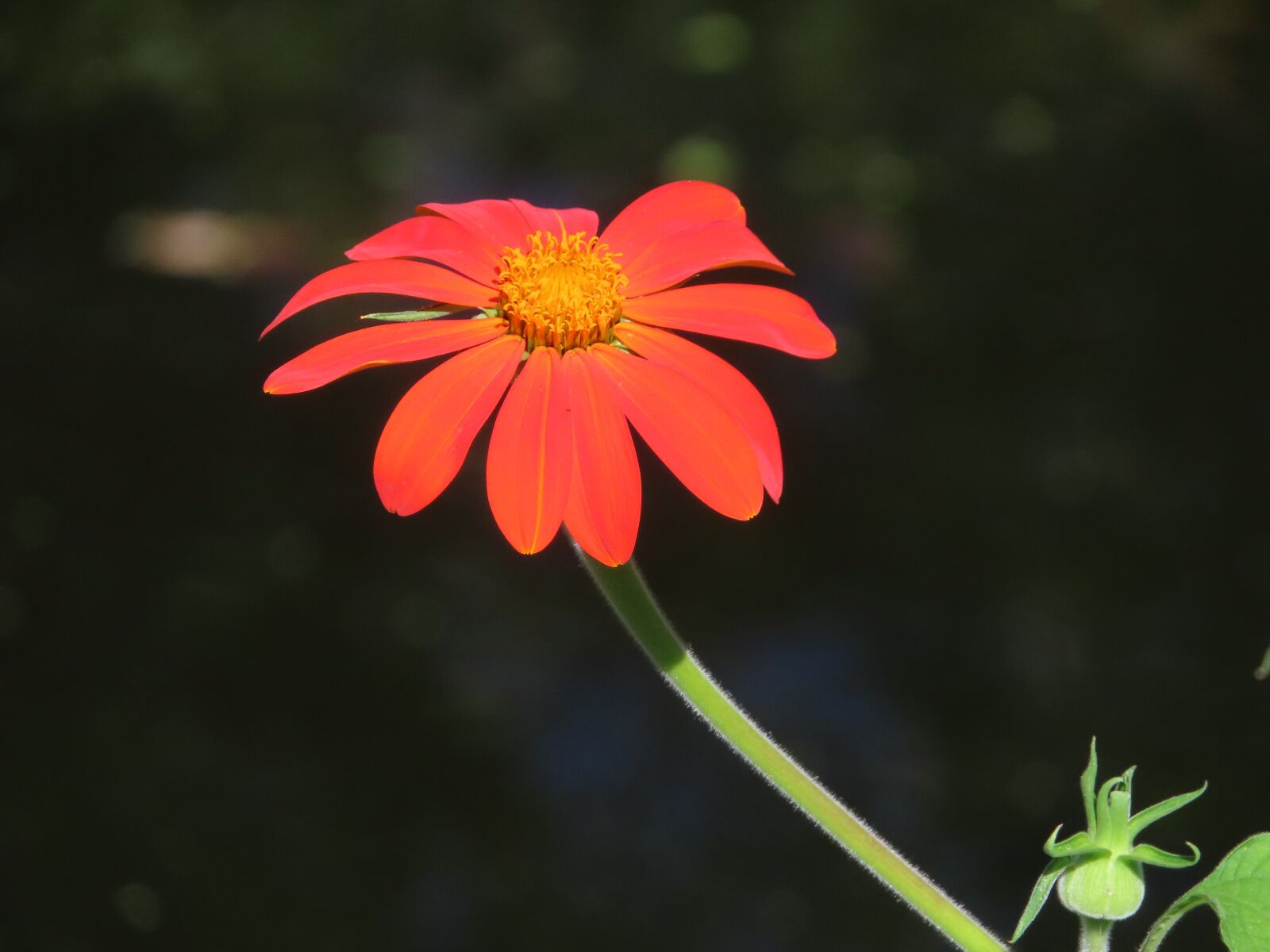 Canon PowerShot SX740 HS sample photo. Flower, orange, nature photography