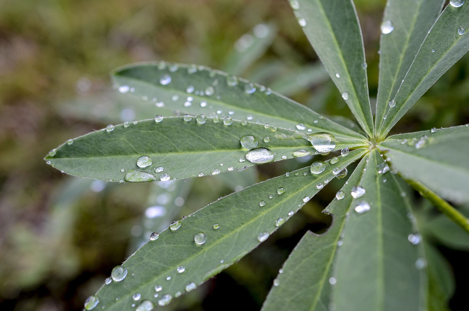 Nikon D7000 sample photo. Plants, leaf, plant photography