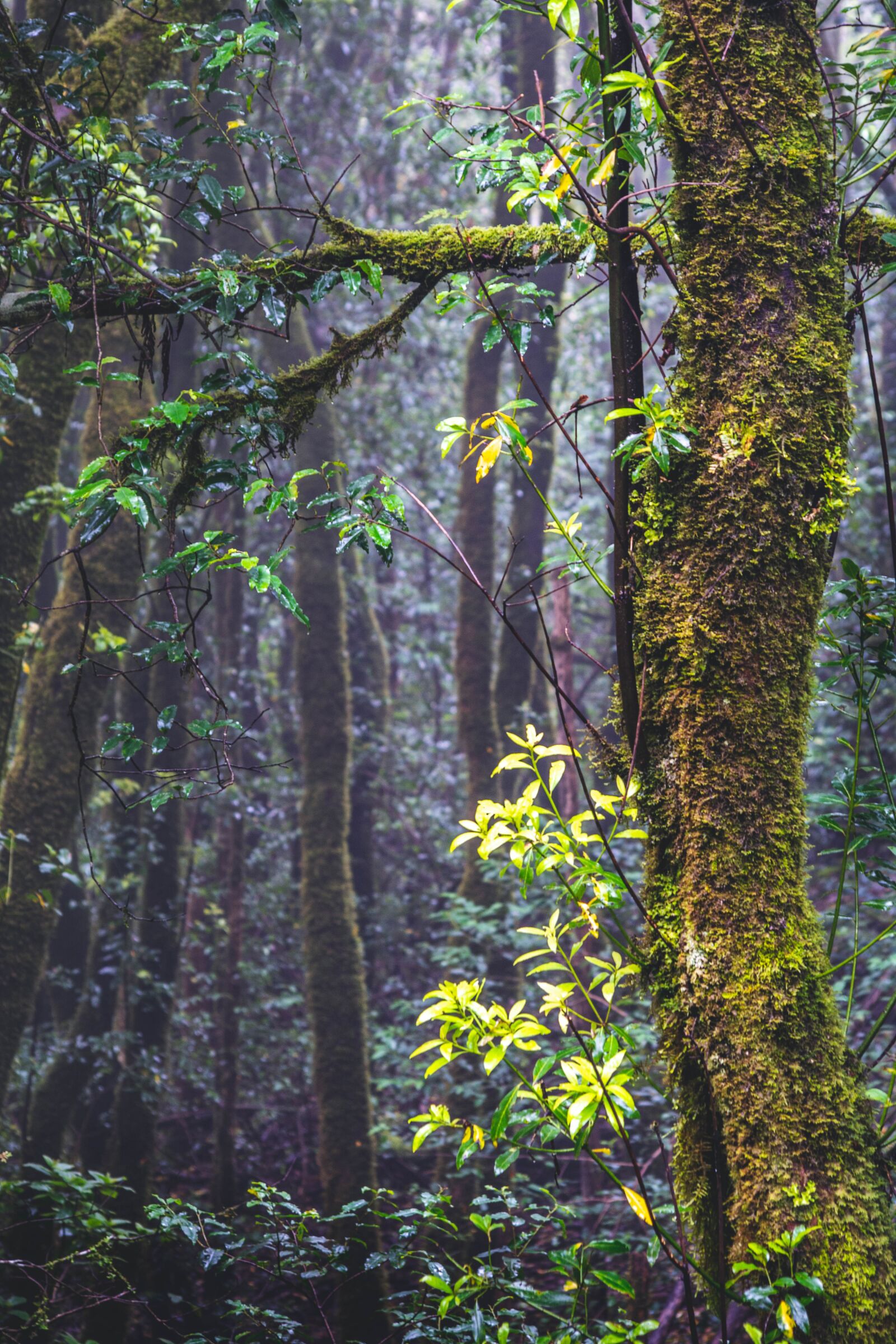 Nikon D5200 sample photo. Forest, tenerife, nature photography
