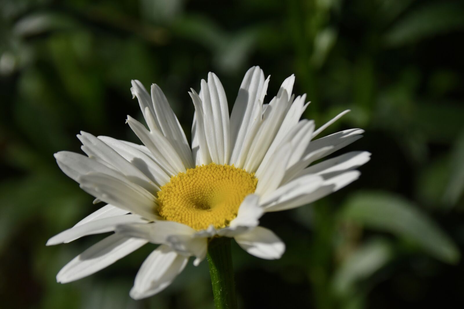 Nikon D5600 sample photo. Flower, flower daisies, flower photography