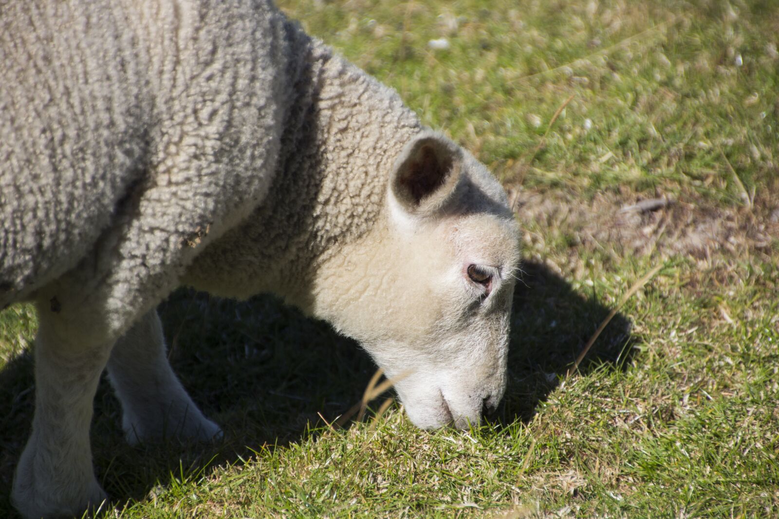 Canon EOS 60D sample photo. Sheep, animal, nature photography