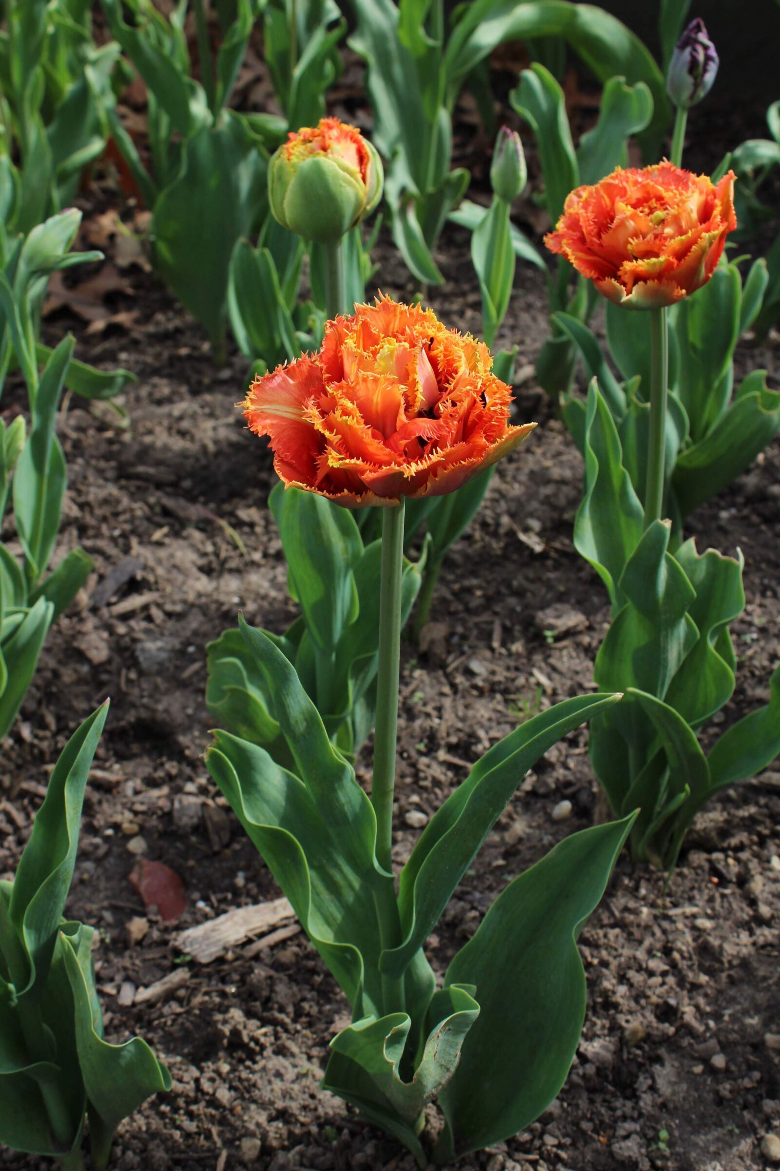 Canon EOS 1300D (EOS Rebel T6 / EOS Kiss X80) sample photo. Flower, spring, nature photography