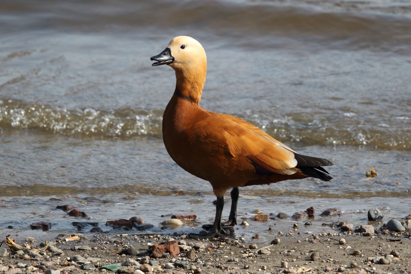 Sigma 100-400mm F5-6.3 DG OS HSM sample photo. Ogar, duck, bird photography
