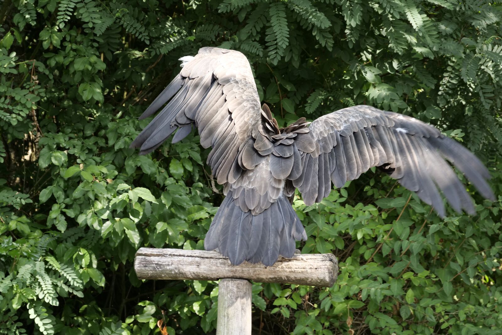 Panasonic Lumix DC-G9 sample photo. Animal world, bird, vulture photography