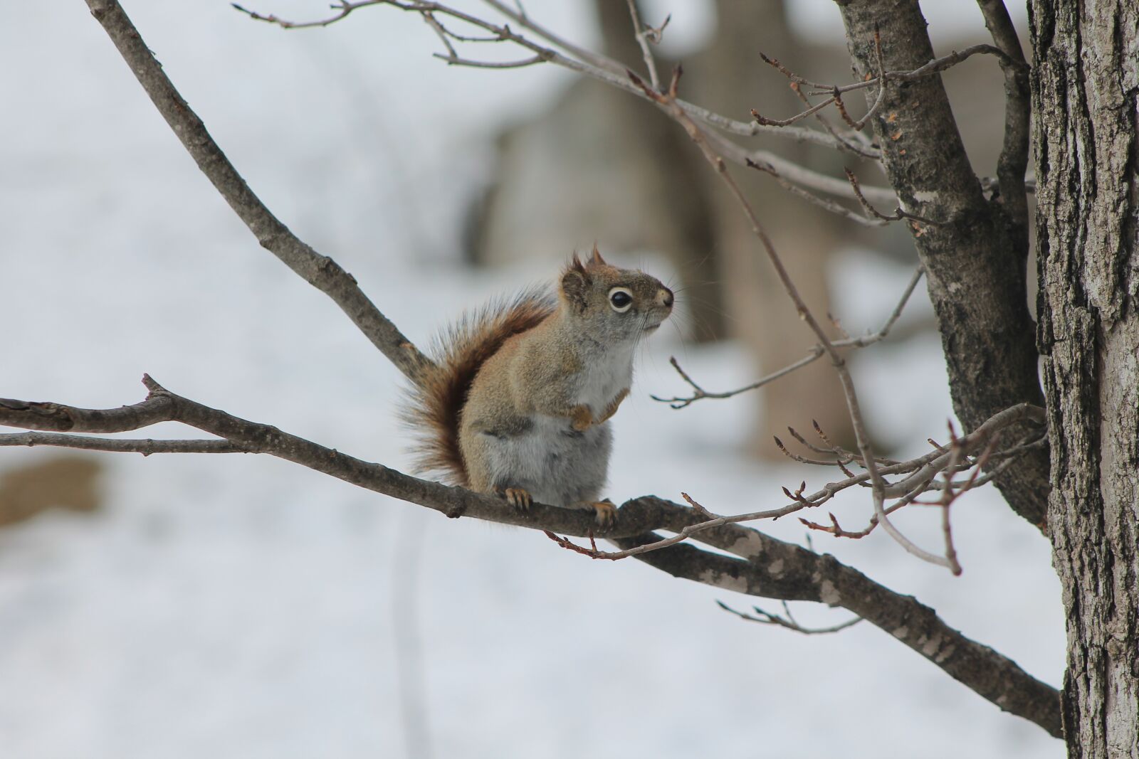 Canon EOS 1100D (EOS Rebel T3 / EOS Kiss X50) sample photo. Winter, squirrel, tree photography