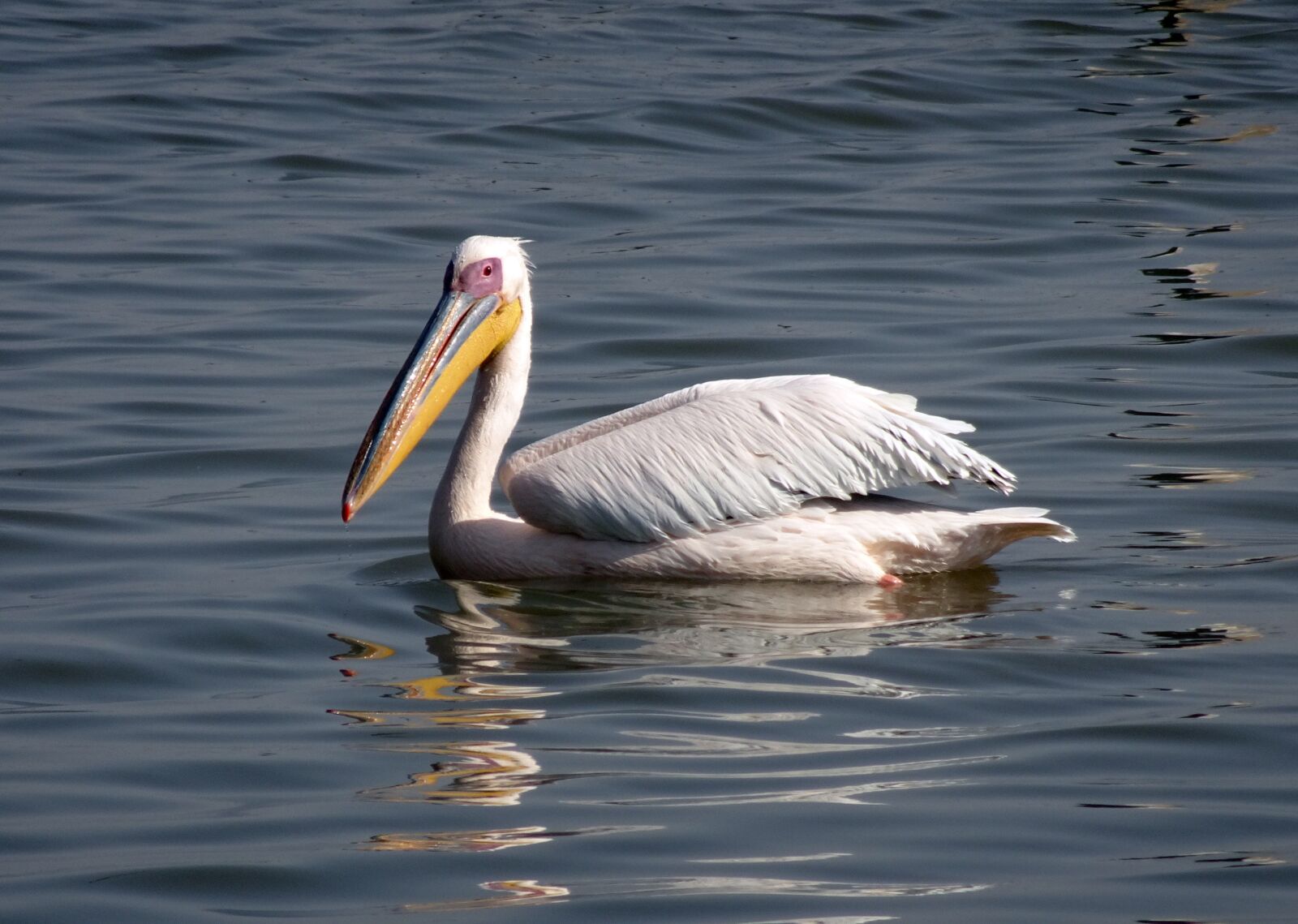 Sony Cyber-shot DSC-HX90V sample photo. Bird, great white pelican photography
