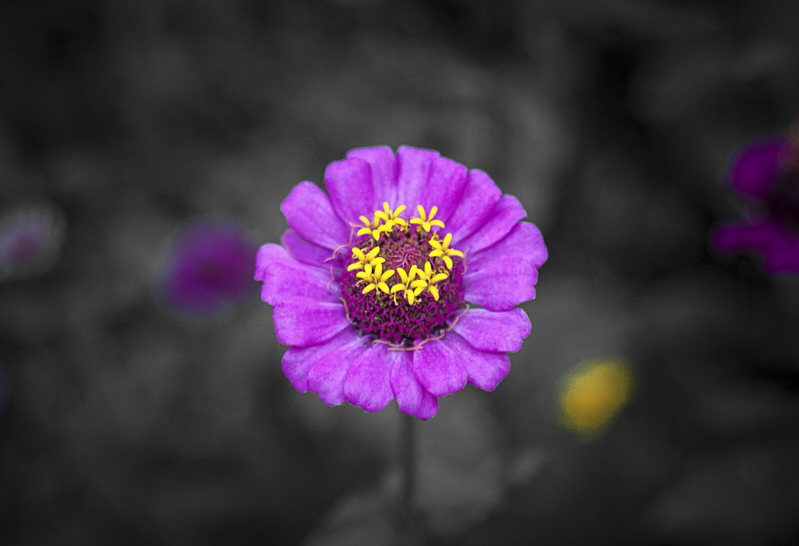 Canon EF 28-80mm f/3.5-5.6 USM sample photo. Flower, purple, purple flower photography
