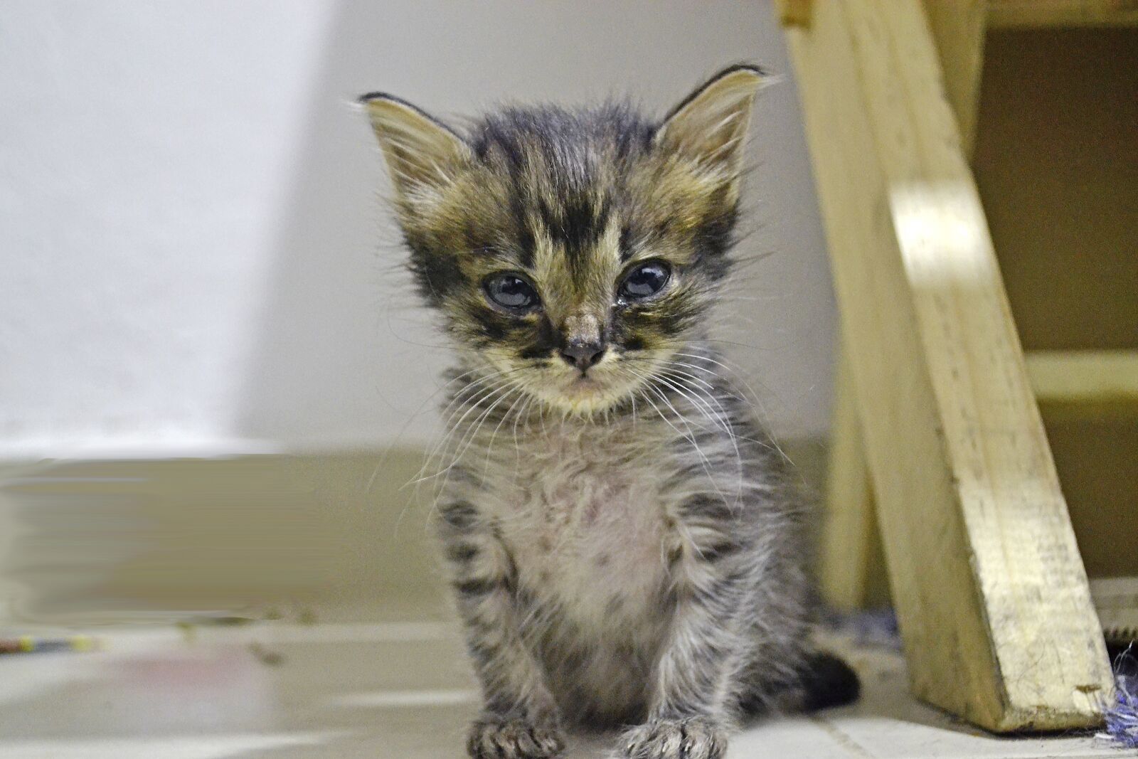 Nikon D3100 sample photo. Kitten, cat, adorable photography