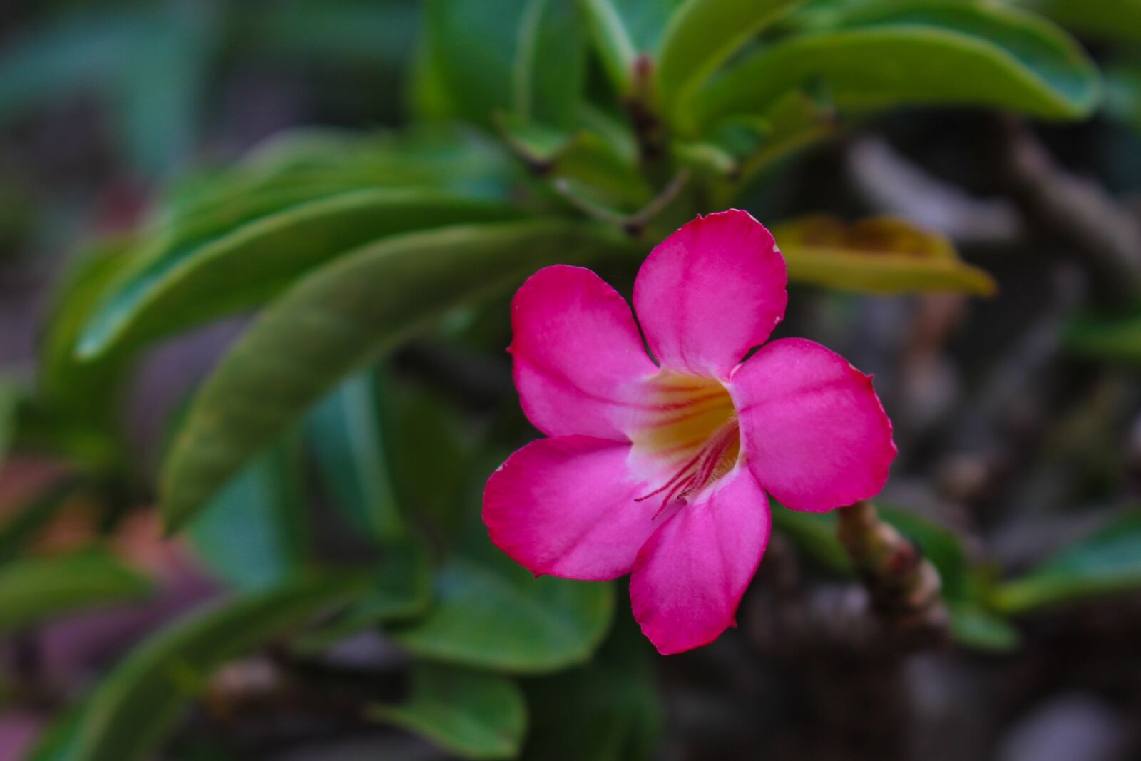 Canon EOS 700D (EOS Rebel T5i / EOS Kiss X7i) sample photo. Invited to visit, flower photography