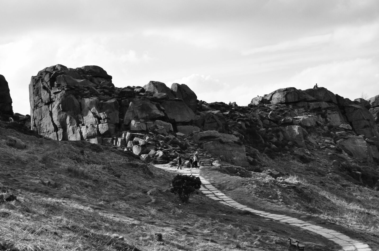Nikon D5000 sample photo. Cow and calf, ilkley photography
