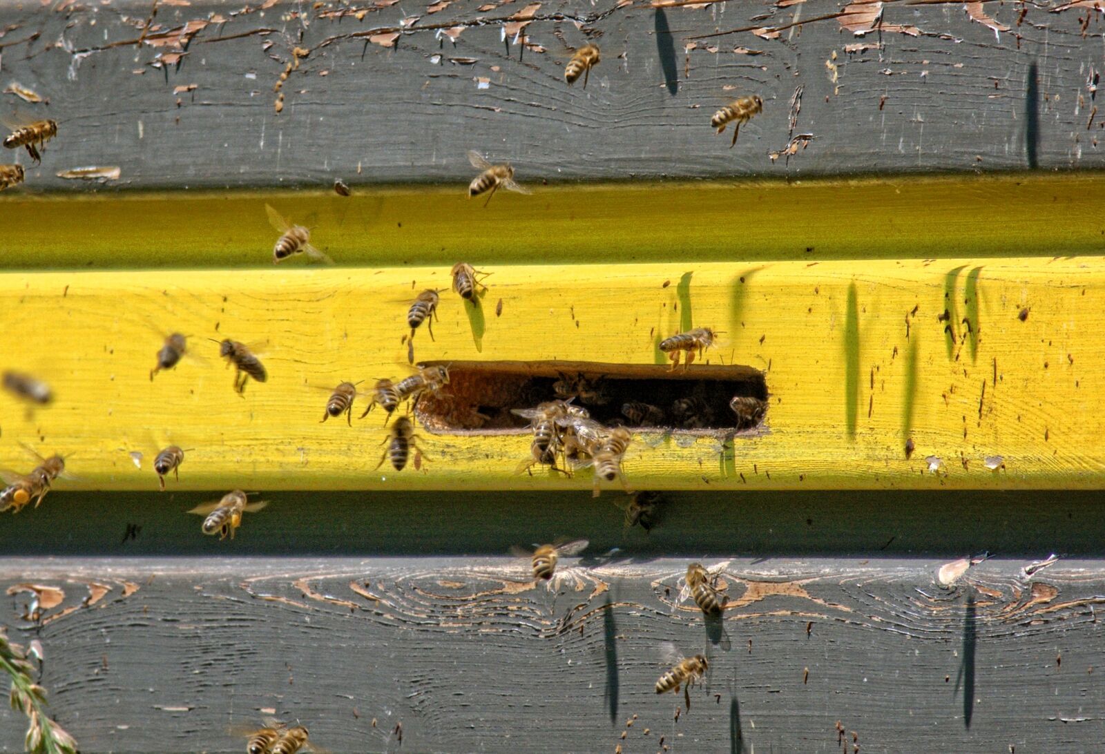 55.0-200.0mm f/4.0-f/5.6 sample photo. Einflugloch, bees, beehive photography