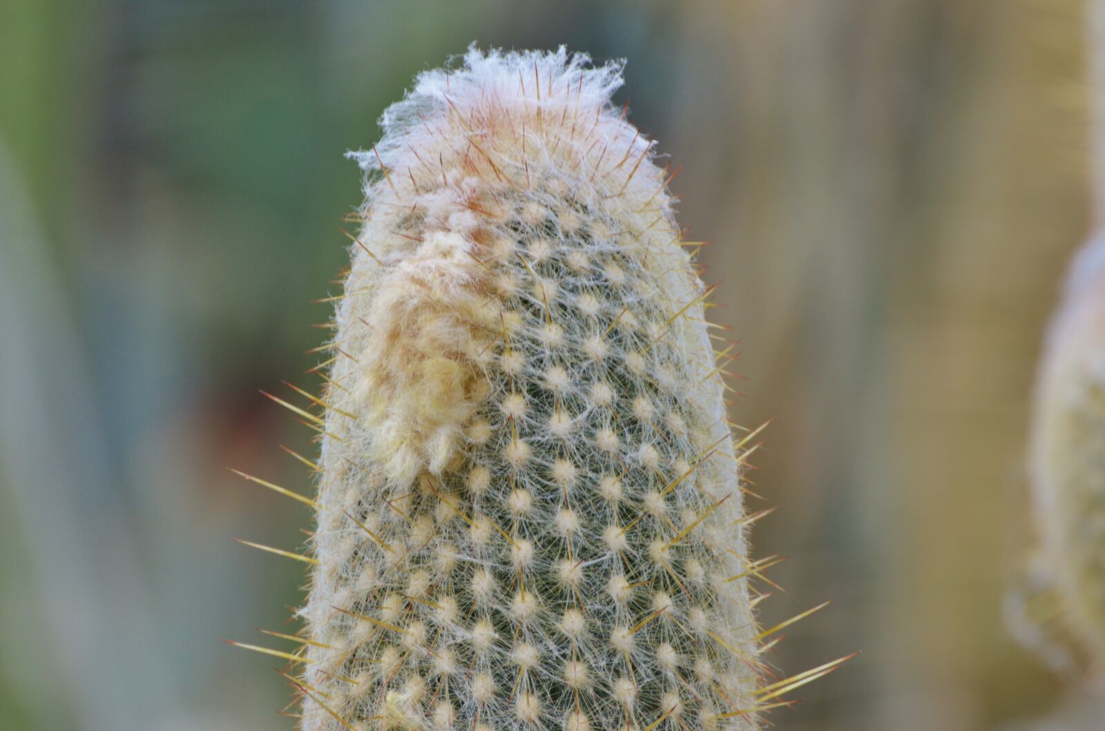 Nikon D3200 sample photo. Cactus, spur, green photography