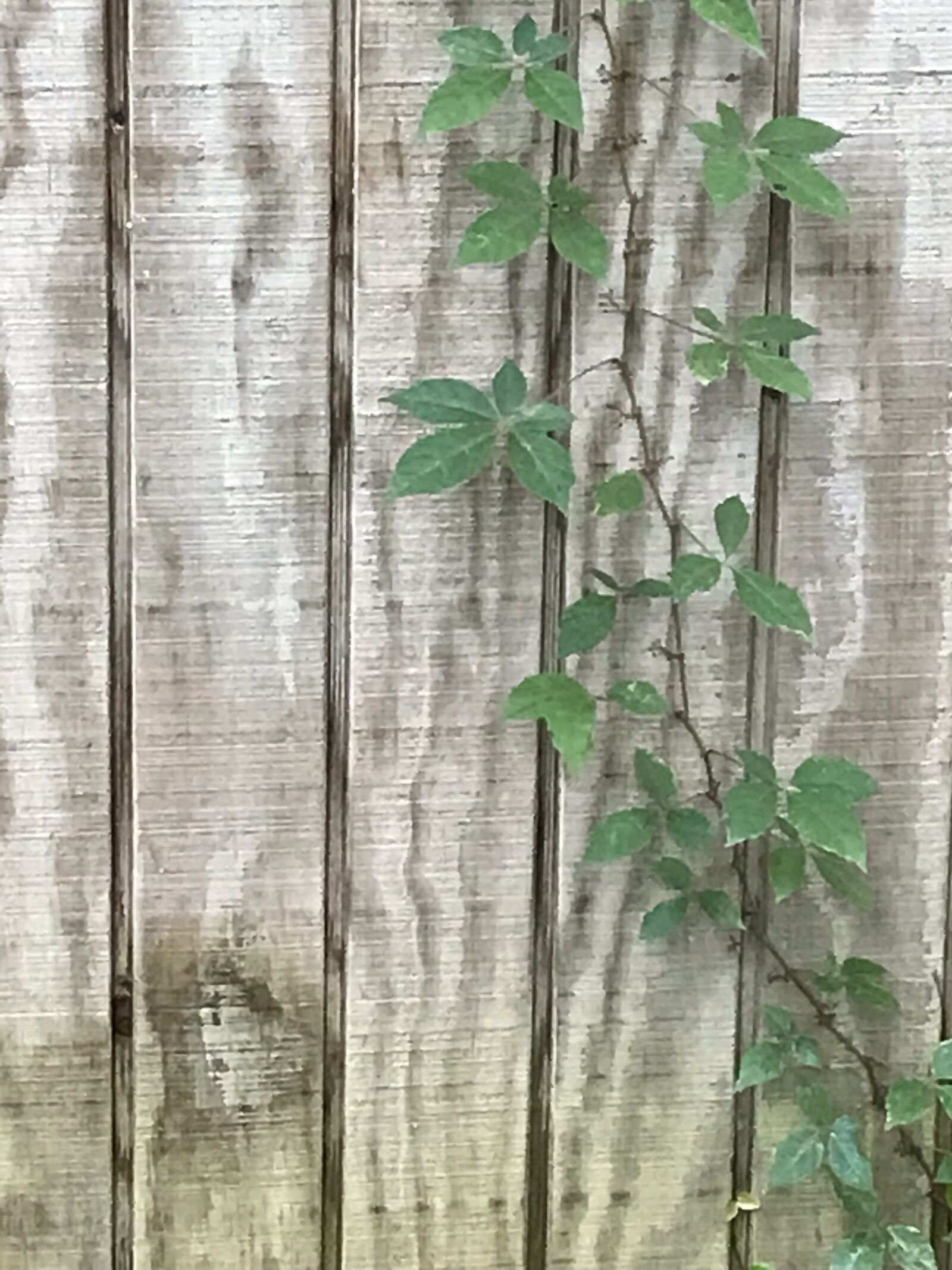 iPhone 7 back camera 3.99mm f/1.8 sample photo. Wood, virginia creeper, climbing photography