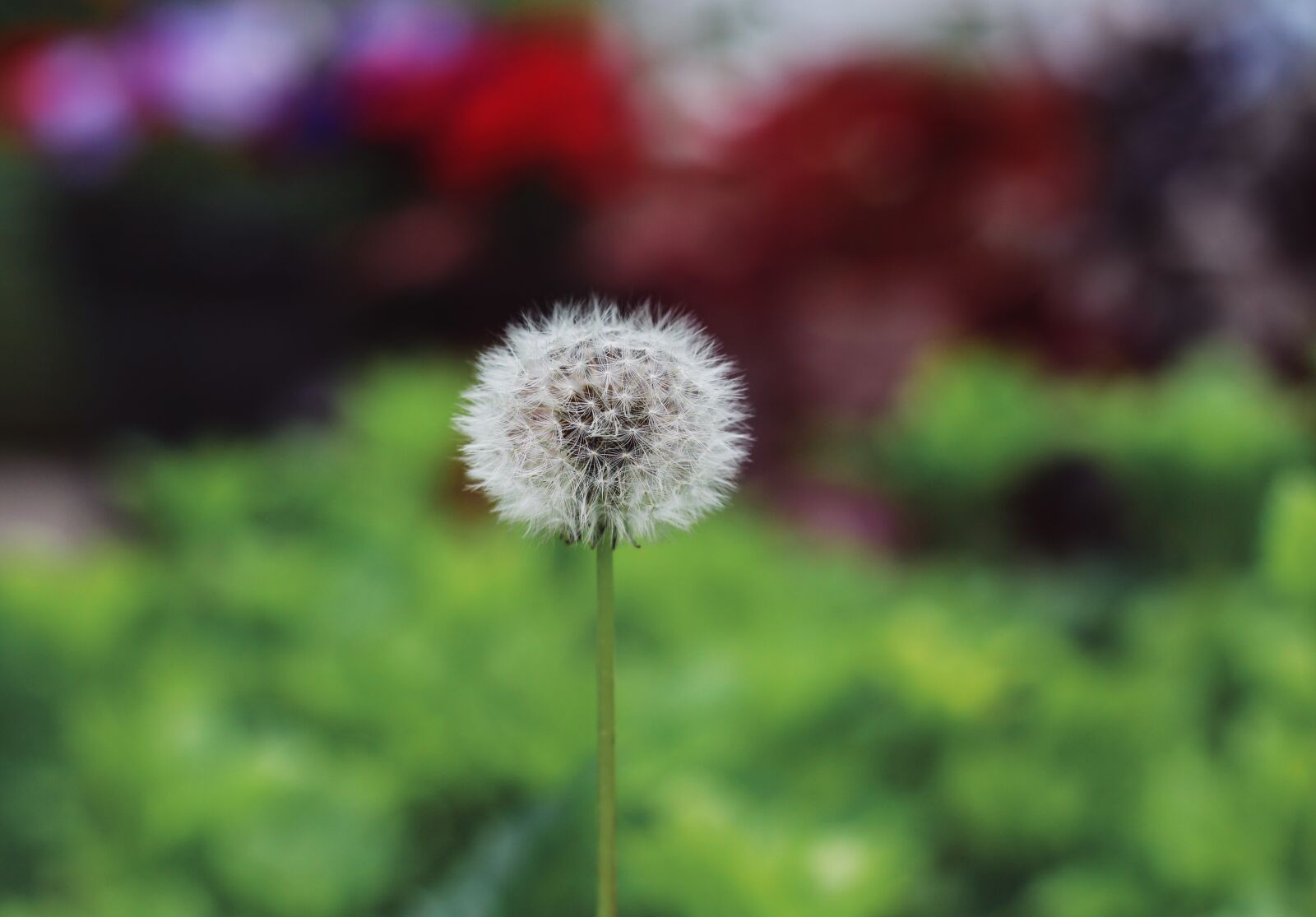 Canon EOS 700D (EOS Rebel T5i / EOS Kiss X7i) sample photo. Dandelion, colorful, flower photography
