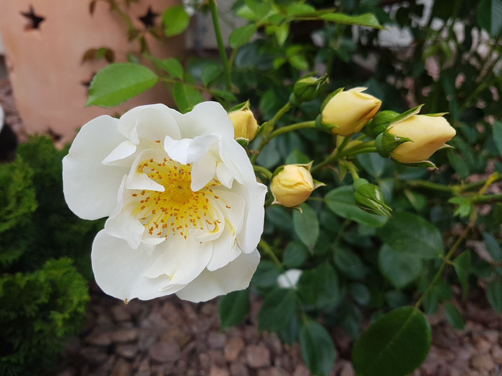 Samsung Galaxy S7 Edge sample photo. Rose, blossom, bloom photography