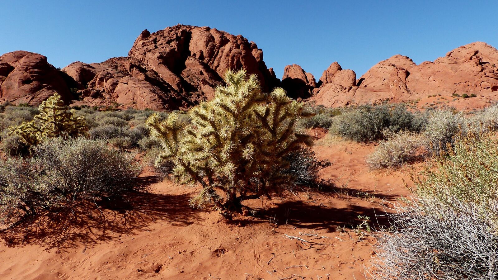 Panasonic Lumix DMC-FZ200 sample photo. Desert cactus, sand, red photography
