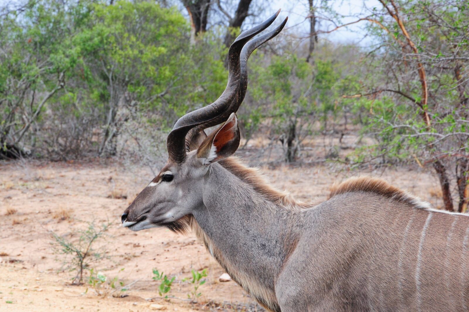 Nikon D90 sample photo. Kruger, africa, kudu photography
