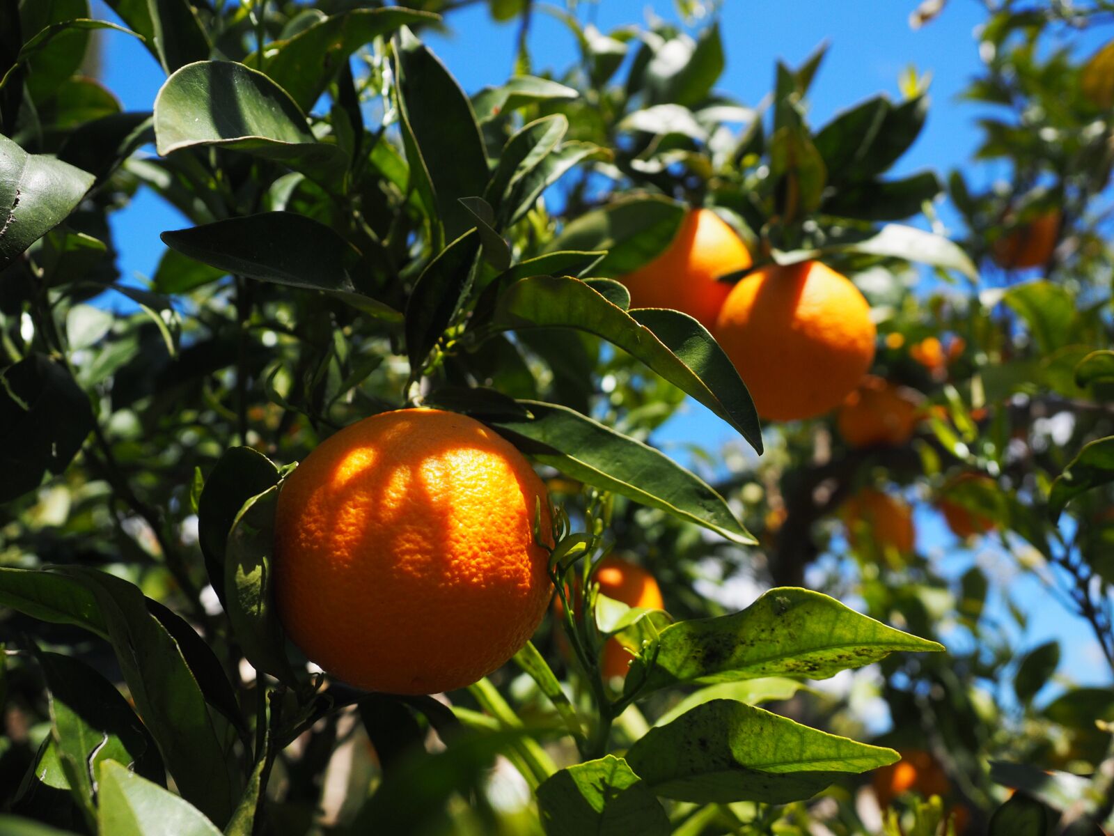 Olympus OM-D E-M1 + Olympus M.Zuiko Digital ED 12-40mm F2.8 Pro sample photo. Oranges, fruits, orange tree photography
