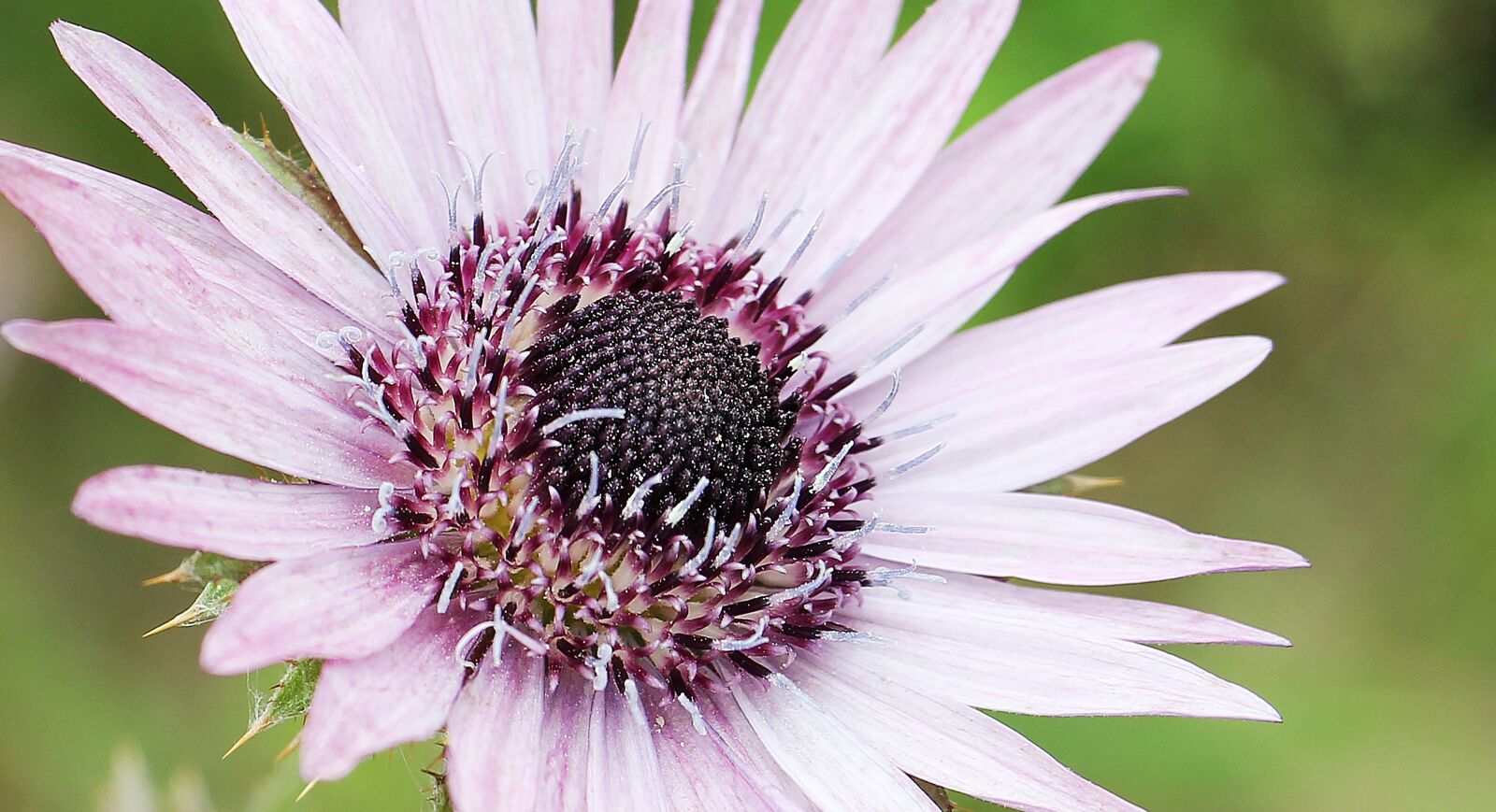 Canon EOS 550D (EOS Rebel T2i / EOS Kiss X4) sample photo. Purple thistle, berkheya purpurea photography