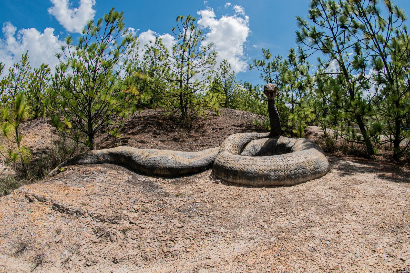 Nikon D5600 sample photo. Snake, gondava, park photography
