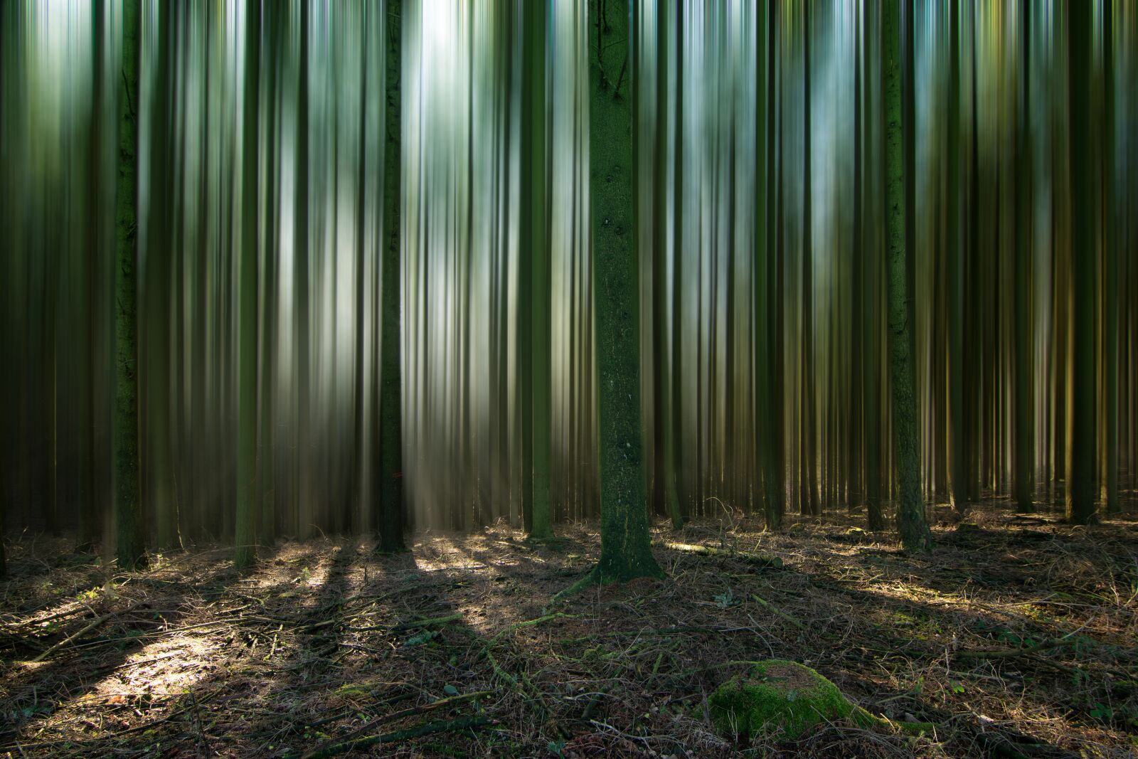 Nikon D5300 sample photo. Forest, trees, nature photography