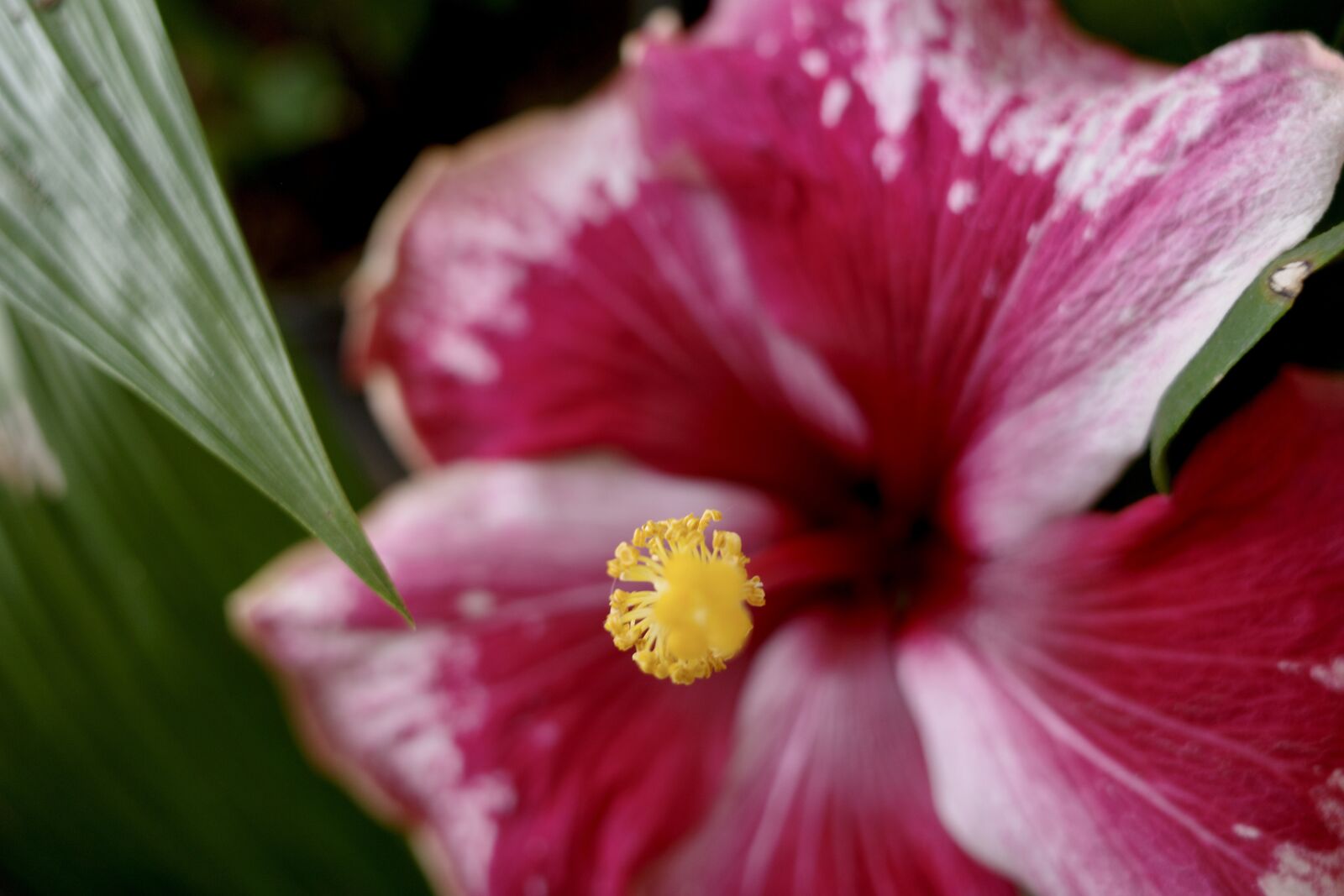 Ricoh GR III sample photo. Hibiscus, flower, blossom photography