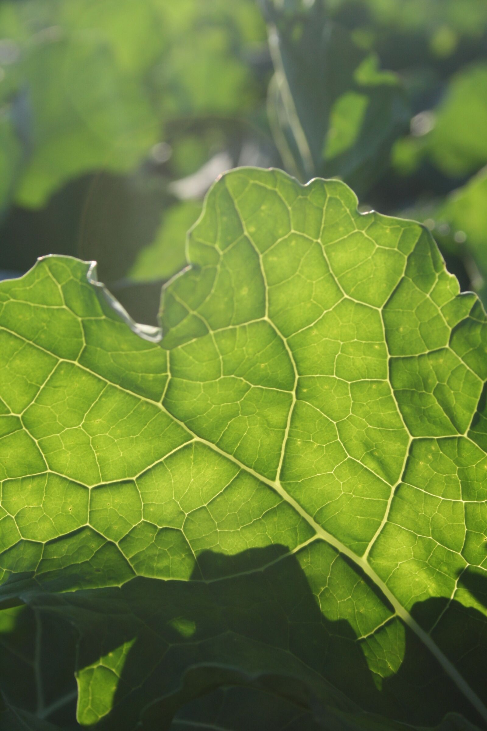 Canon EOS 400D (EOS Digital Rebel XTi / EOS Kiss Digital X) sample photo. Leaf, green, backlighting photography