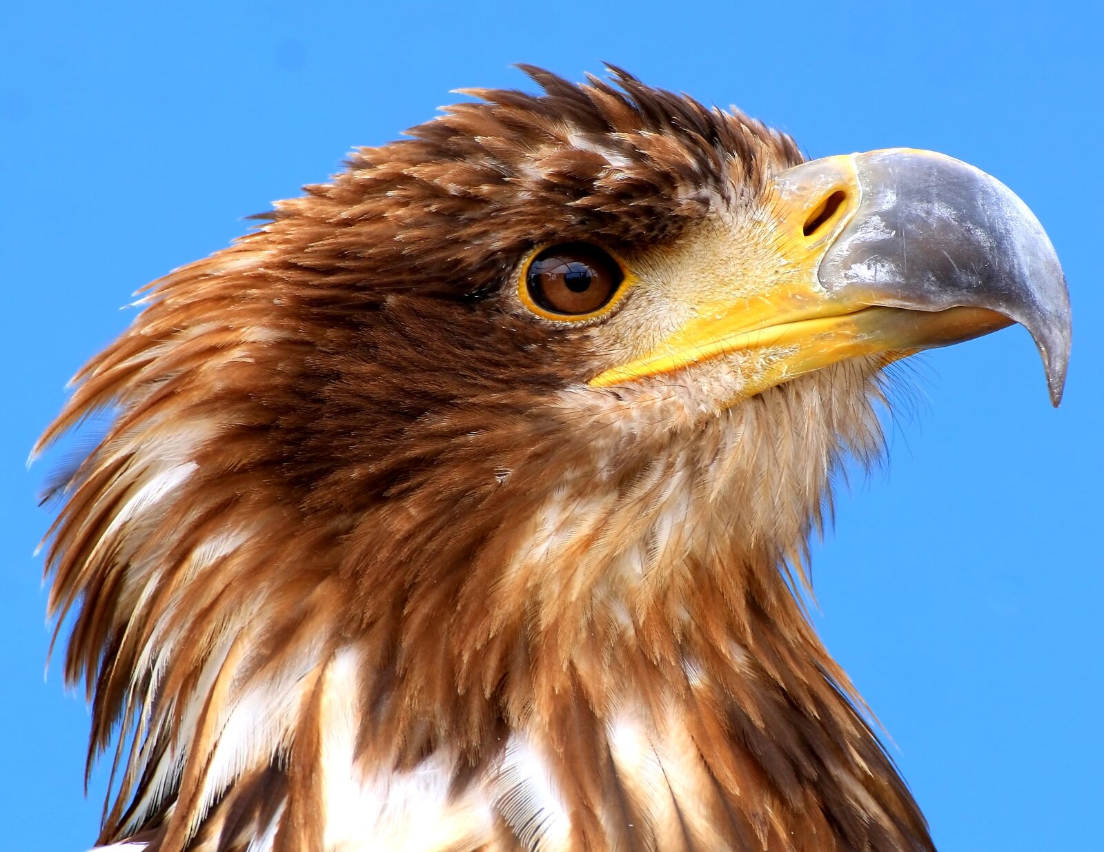 Canon EOS 70D sample photo. Adler, white tailed eagle photography