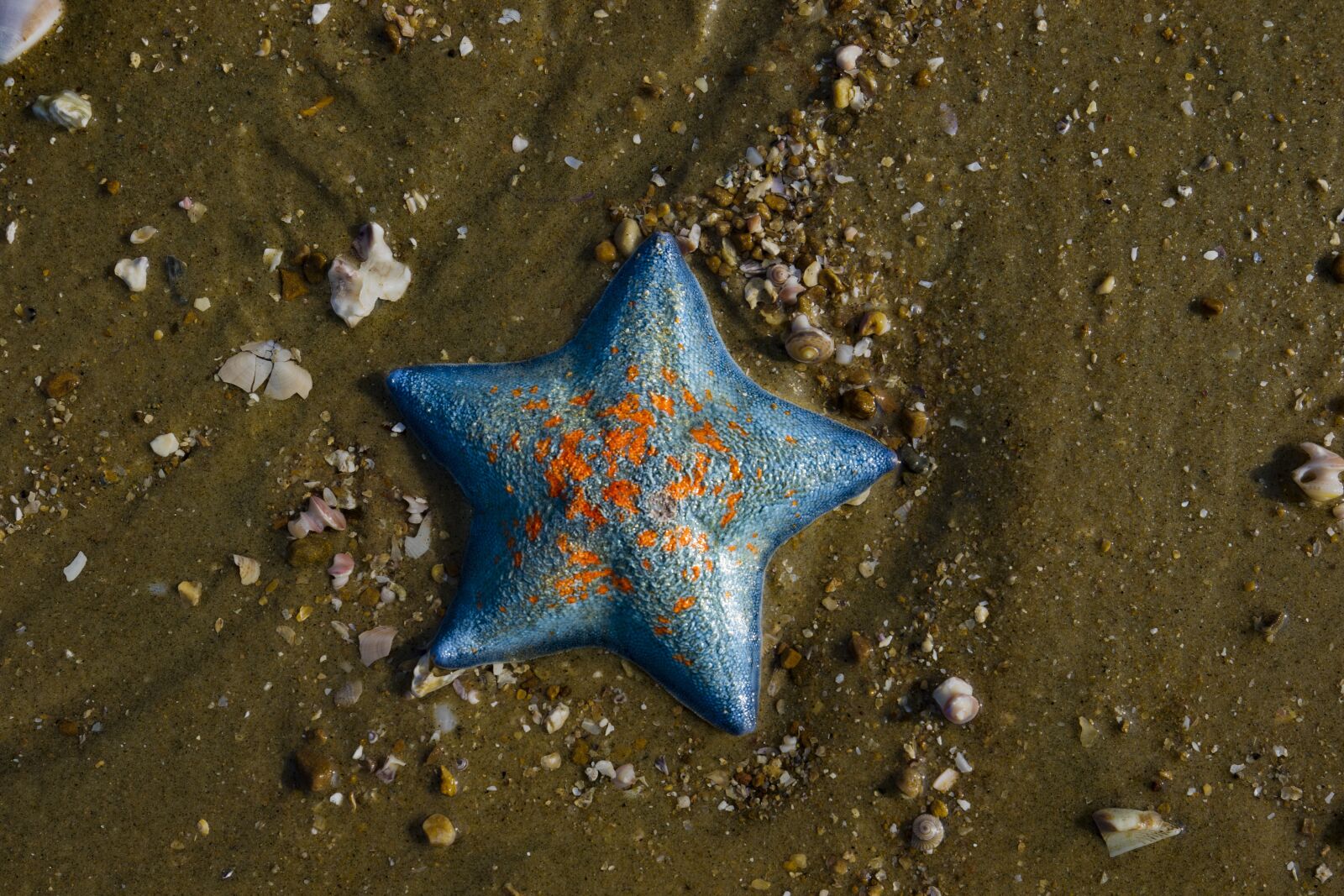 Canon EF 16-35mm F4L IS USM sample photo. Starfish, sea, nature photography