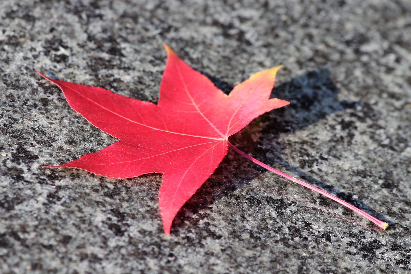 Canon EOS 600D (Rebel EOS T3i / EOS Kiss X5) + Canon EF 70-300mm F4-5.6 IS USM sample photo. Red leaf, maple, acer photography