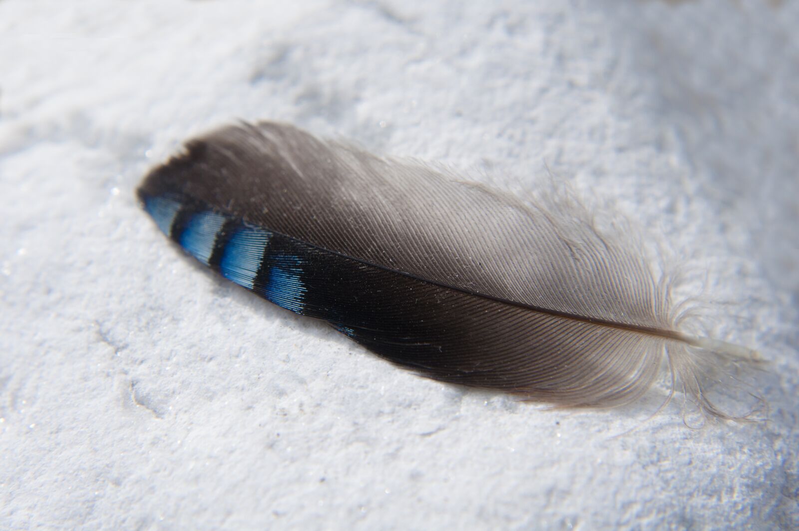 Nikon D90 sample photo. Feather, macro, close up photography