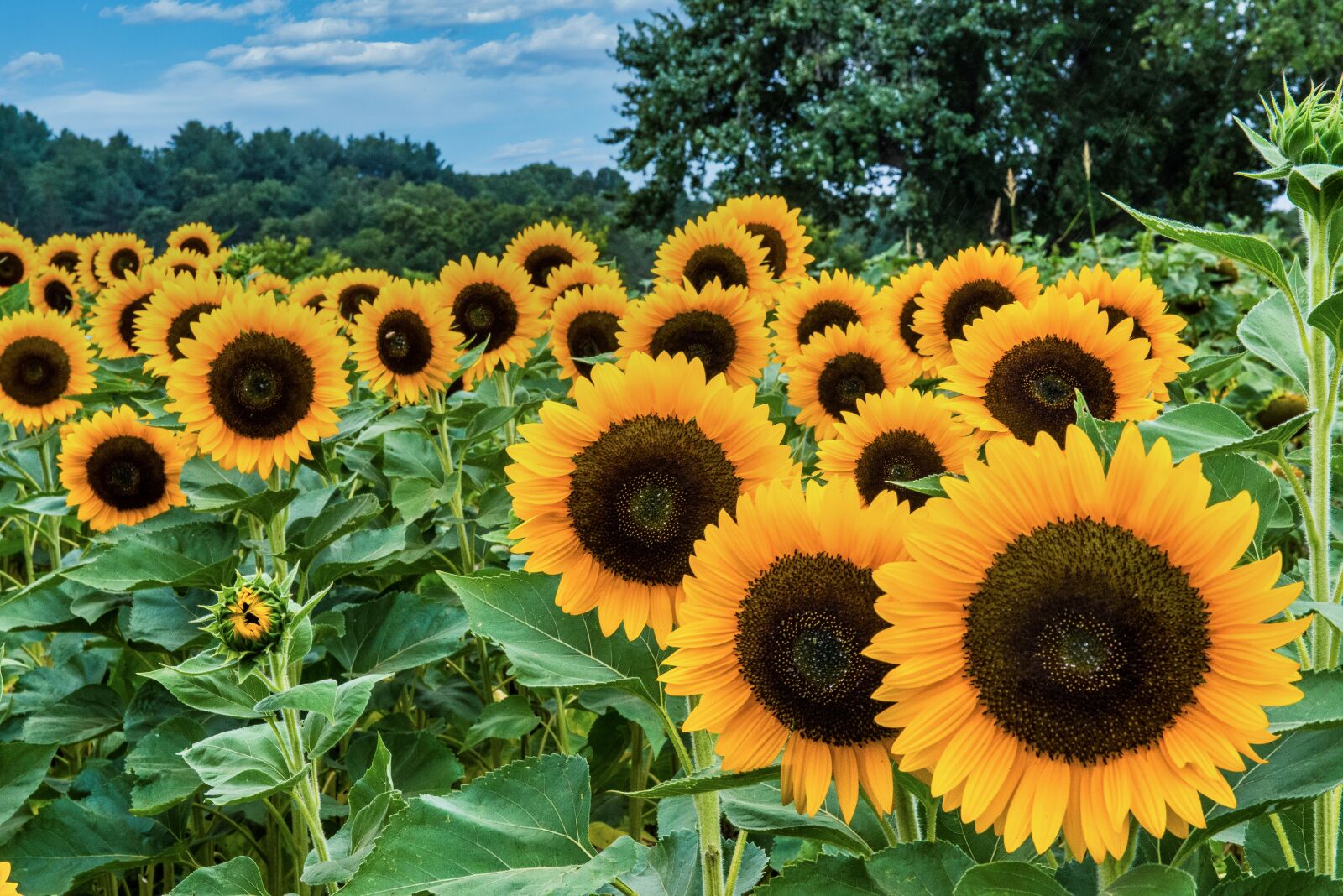 Nikon D800 sample photo. Sunflowers, farm, yellow photography