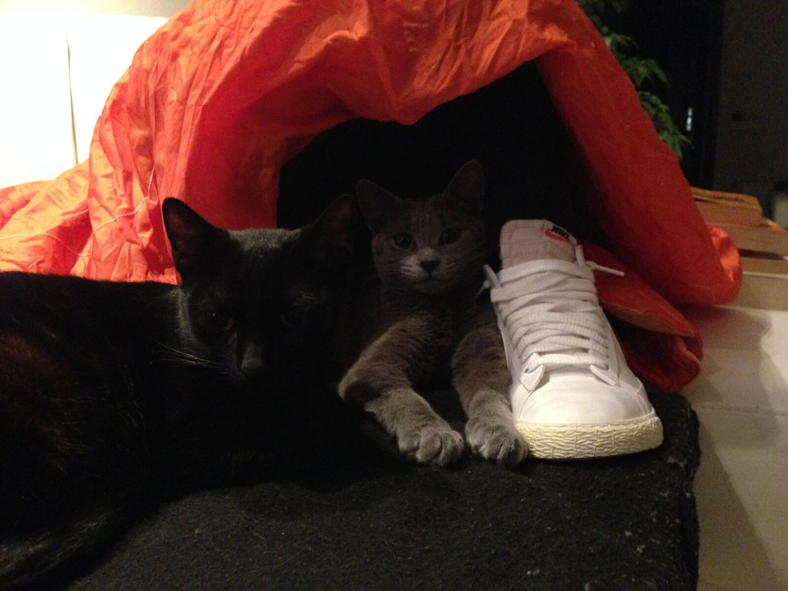 iPhone 5 back camera 4.12mm f/2.4 sample photo. Cat, cats, blanket photography