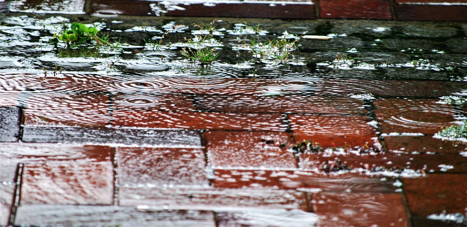 Nikon D40X sample photo. Rain, water, drip photography