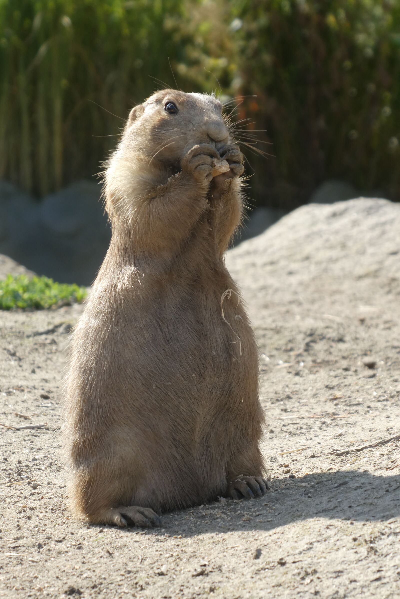Panasonic Lumix DC-ZS70 (Lumix DC-TZ90) sample photo. Prairie dog, zoo, blijdorp photography