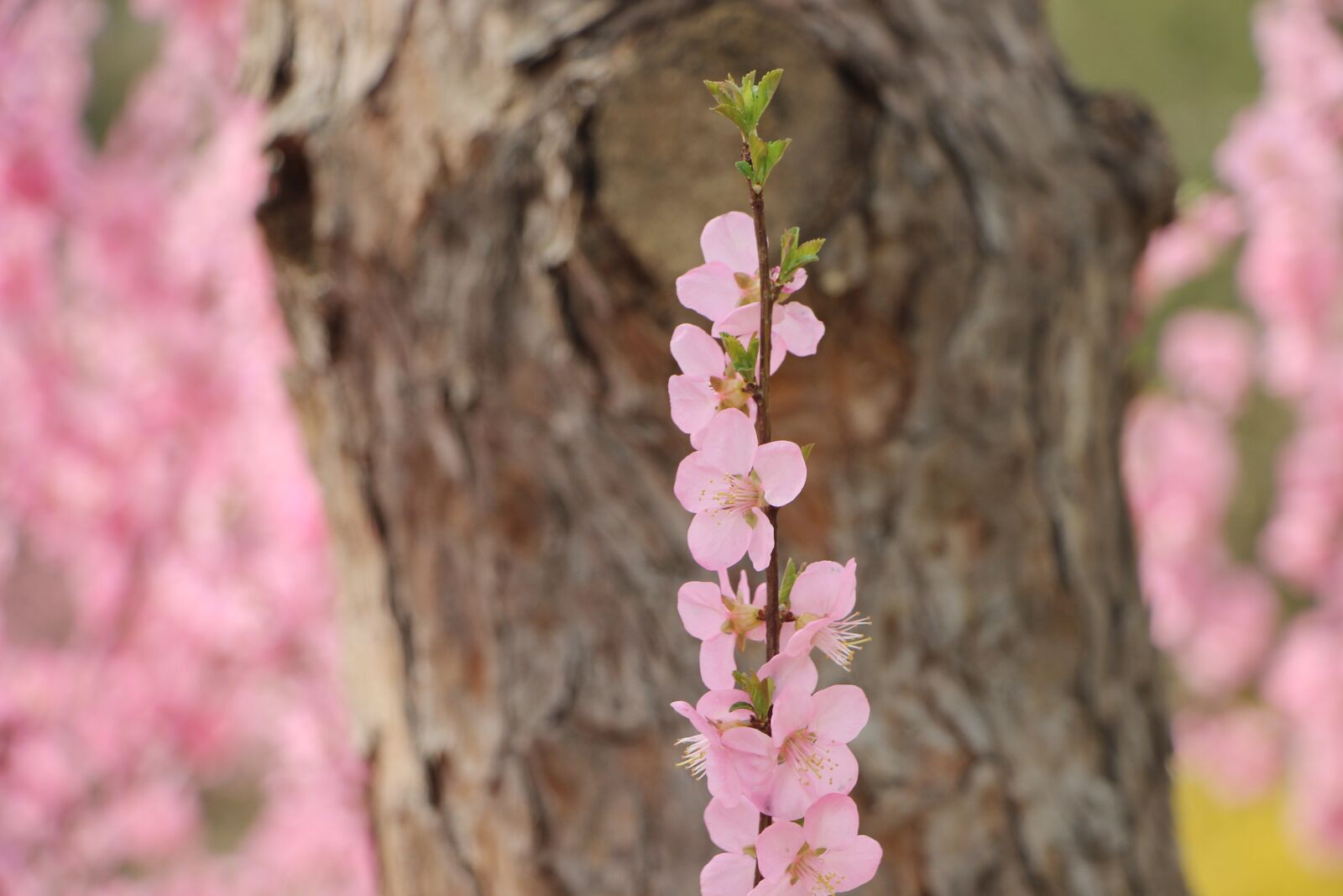 Canon EOS 600D (Rebel EOS T3i / EOS Kiss X5) sample photo. Flowers, pink flowers, plum photography