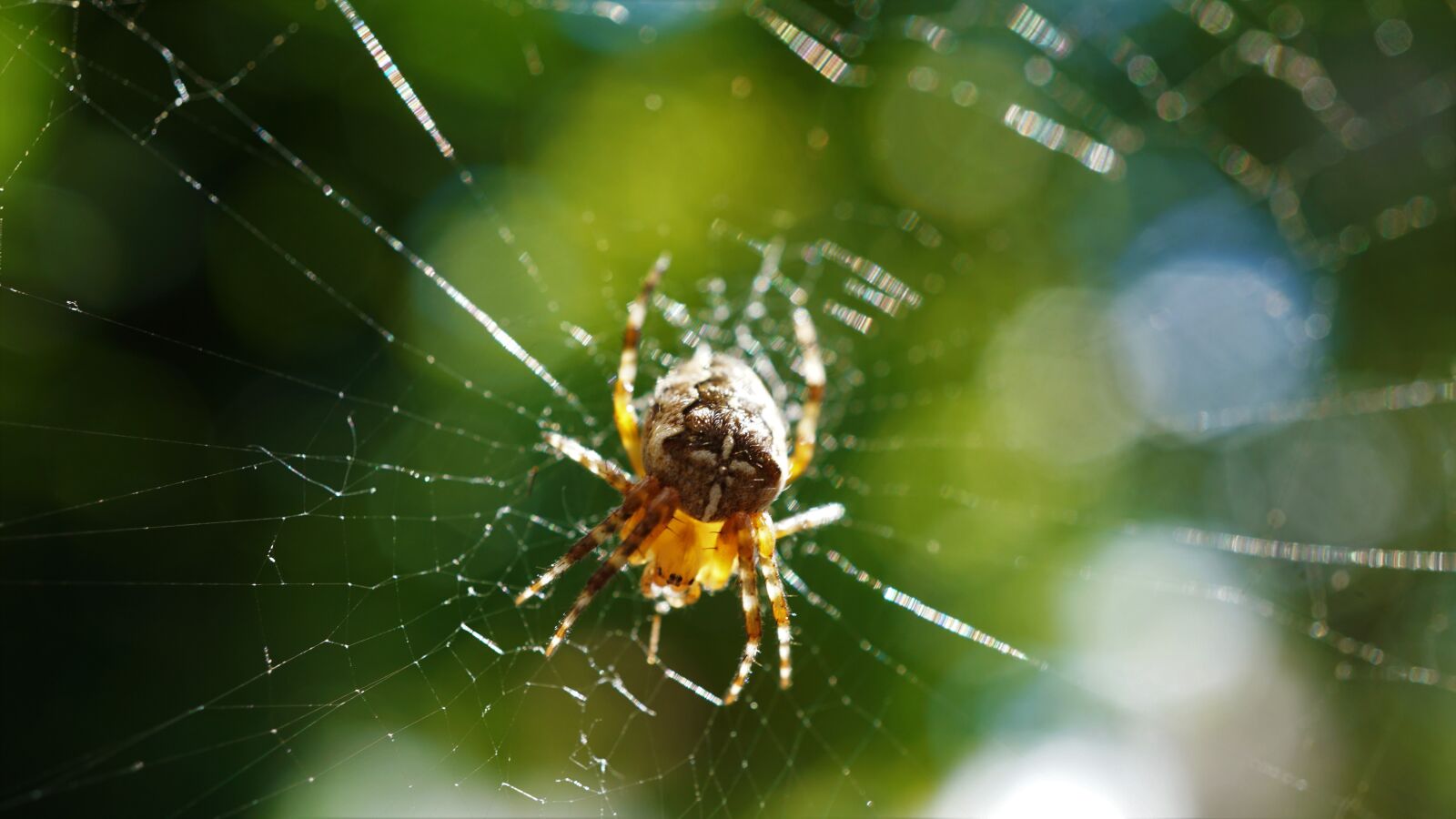 Sony E 30mm F3.5 Macro sample photo. Araneus, spider, cobweb photography
