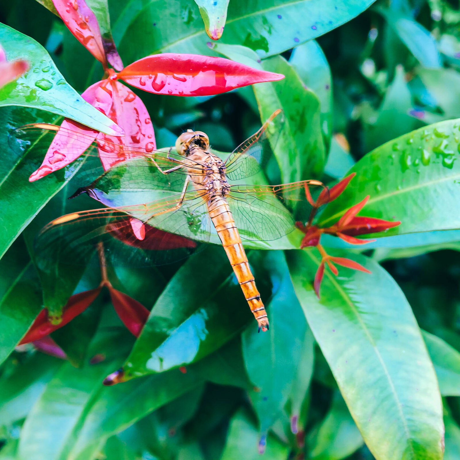 iPhone 5s back camera 4.15mm f/2.2 sample photo. Animal, dragonfly, green, insect photography