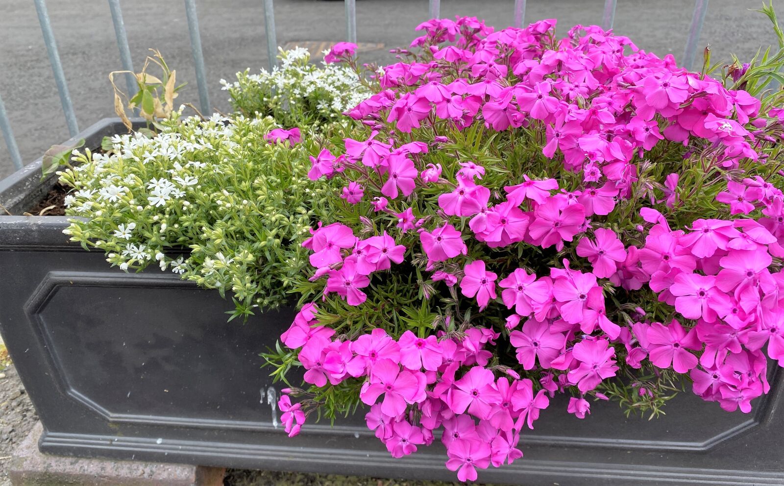 Apple iPhone 11 sample photo. Creeping phlox, pink, white photography