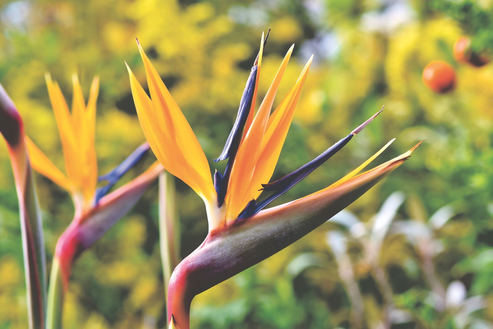 Nikon D7200 sample photo. Strelizie, parrot flower, paradise photography