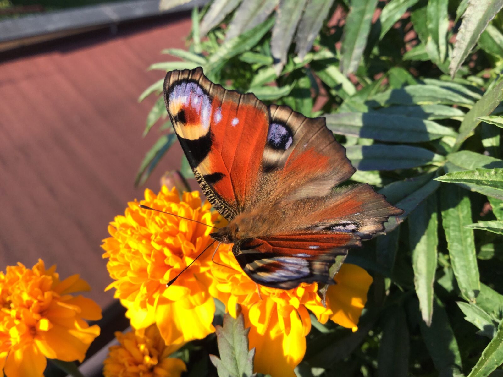 Apple iPad Air 2 sample photo. Butterfly, summer, nature photography