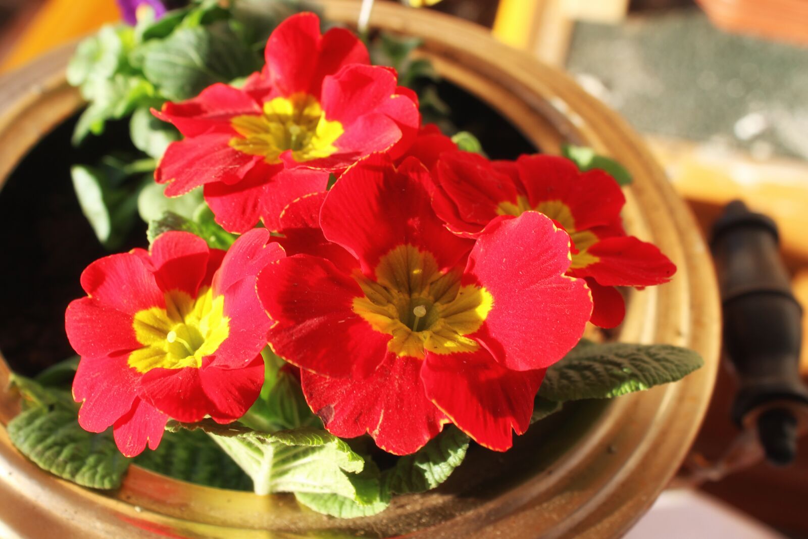 Canon EOS 600D (Rebel EOS T3i / EOS Kiss X5) sample photo. Petunia, red, flowers photography