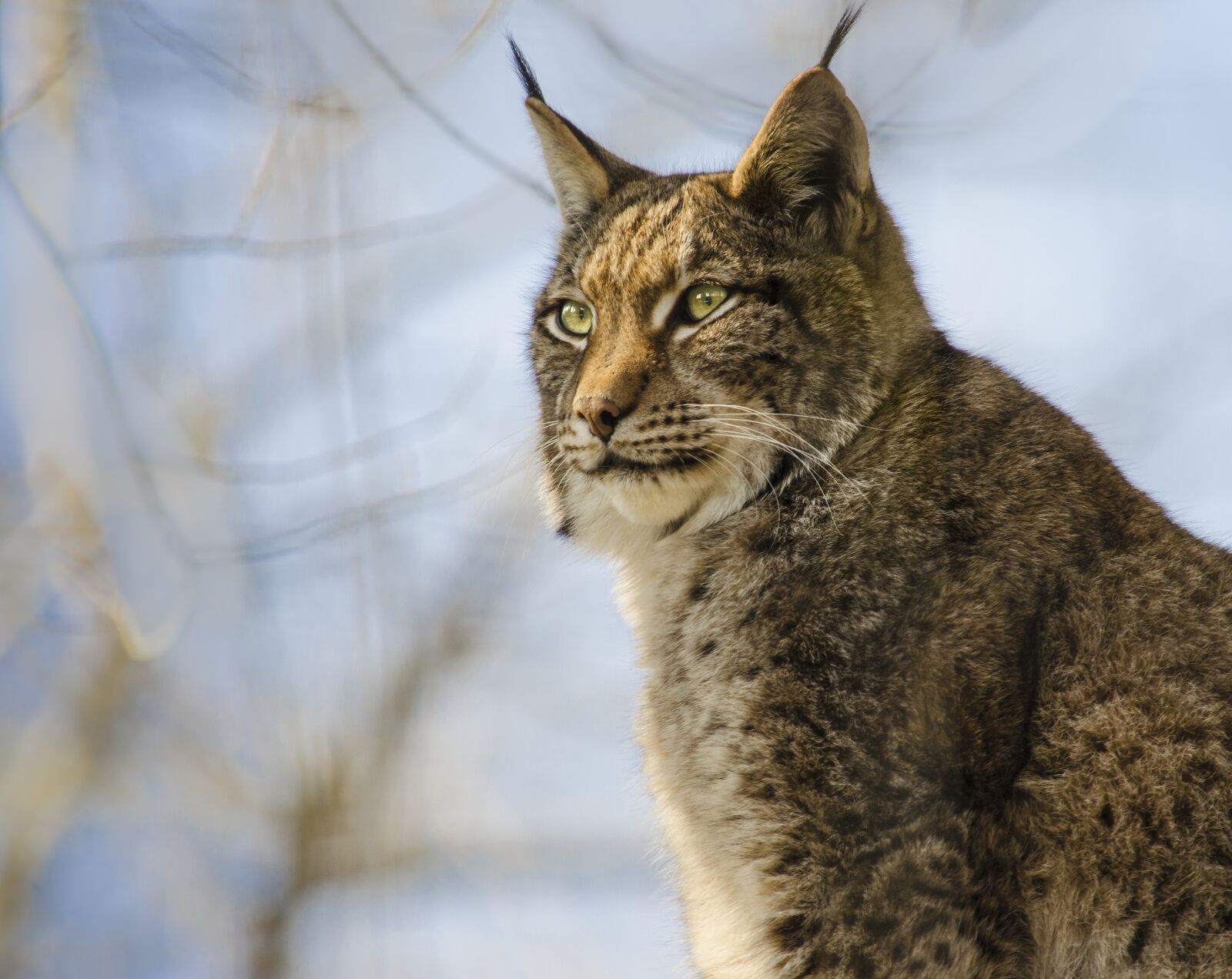 Nikon D5100 sample photo. Lynx, nature, wildcat photography